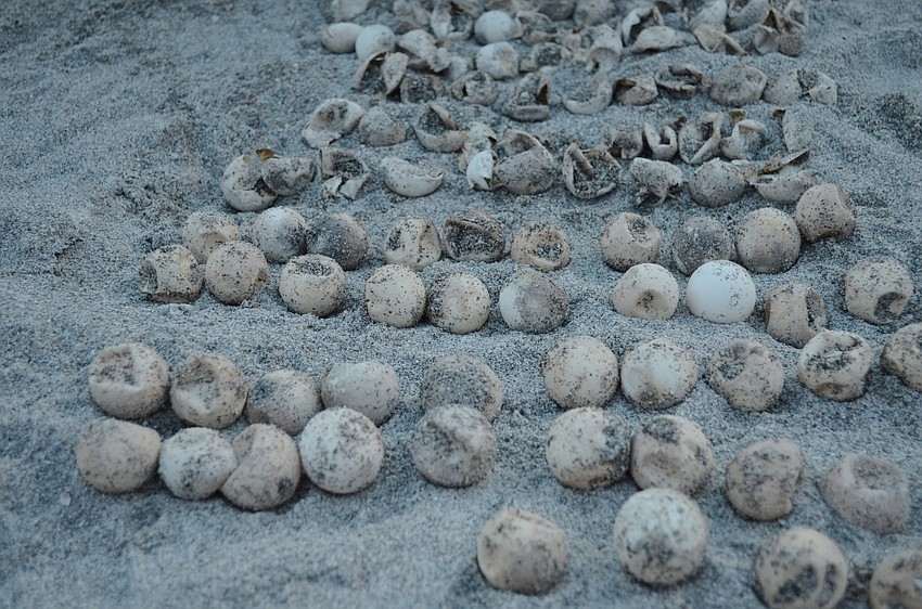 71 hatched eggs, including 2 baby sea turtles, and 45 un-hatched eggs were found in the nest.