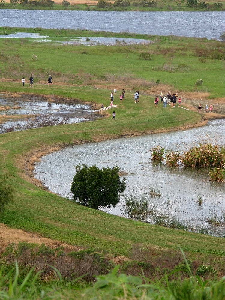 Celery Fields is a 440-acre storm water facility with a wetland preserve of more than 100 acres