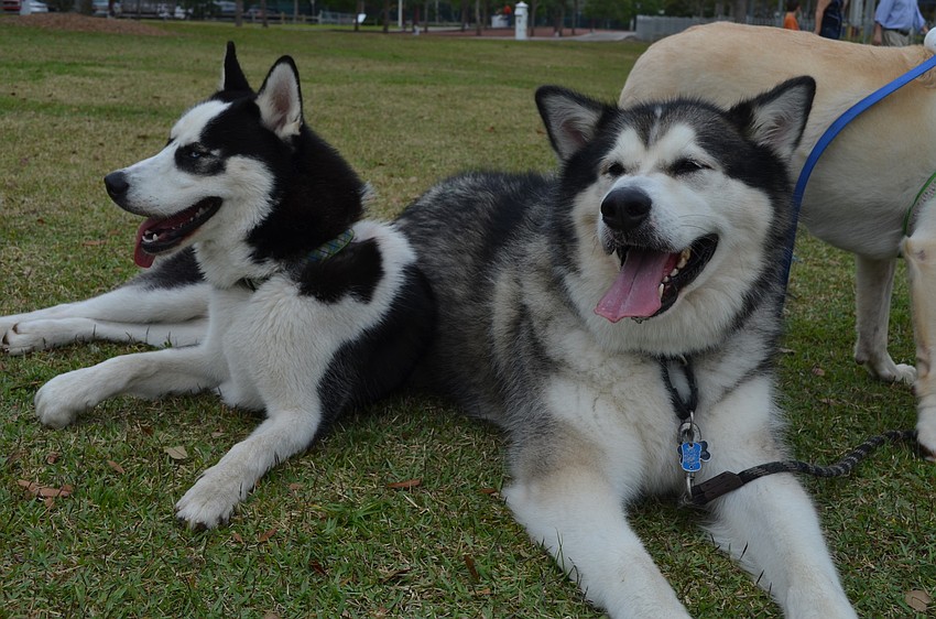 Maverick and Diablo relax after the early morning walk.