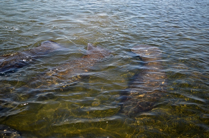 A herd of manatees swim by the campers as they navigate the bay.
