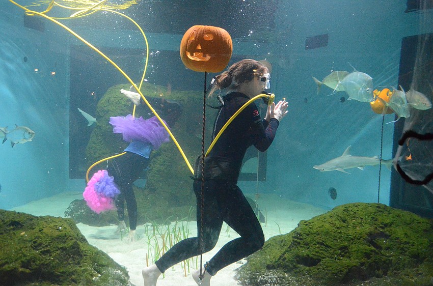Mote workers performed underwater pumpkin carvings in the shark tanks.