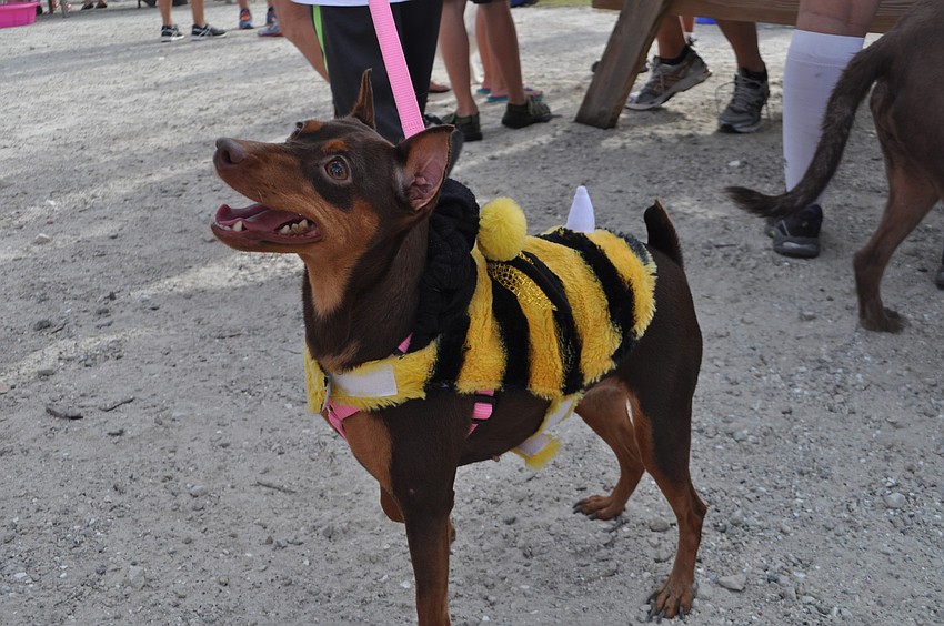 Lola was dressed as a bumble bee