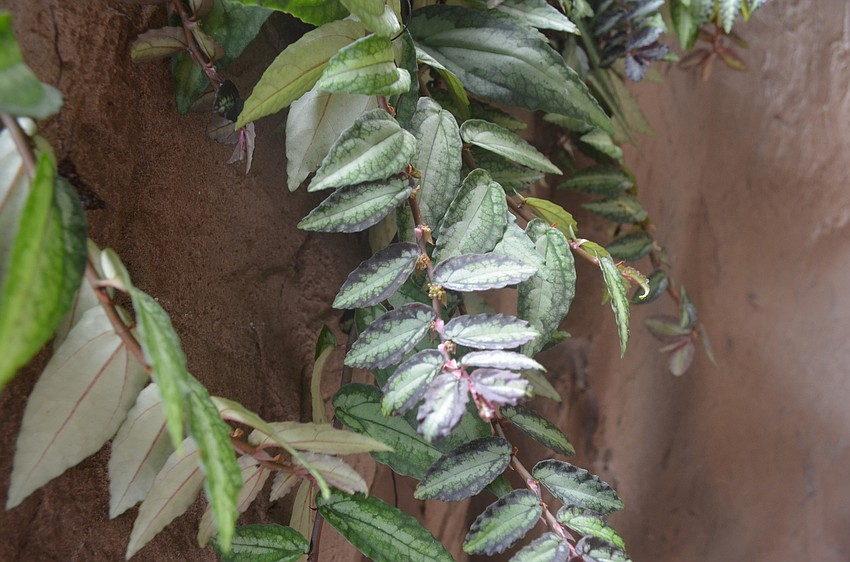 The Pellionia plantâ€™s leaves has a satin feeling and is one of the 150 plants that hang off of the rainforestâ€™s rocks.