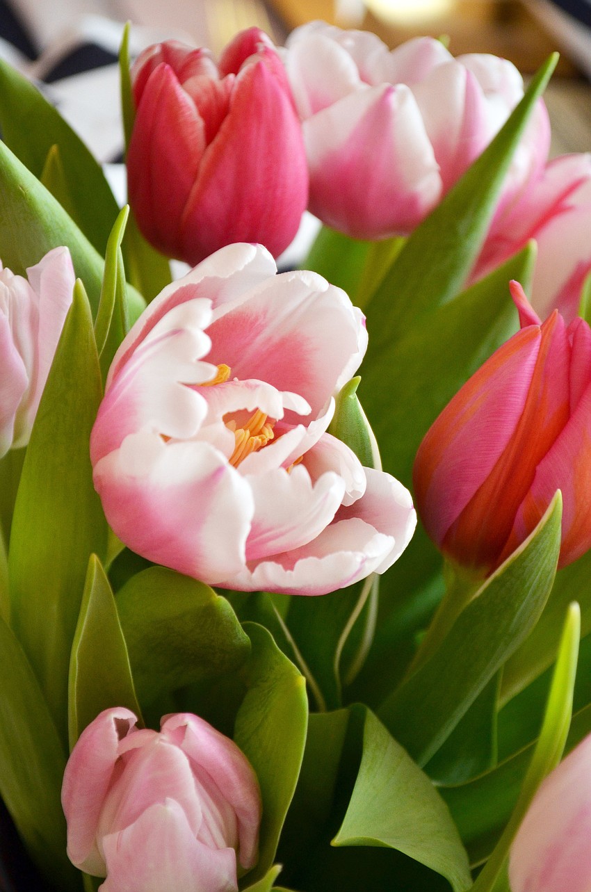 Asolo Repertory theatre hosting an evening to celebrate the opening of The Matchmaker.