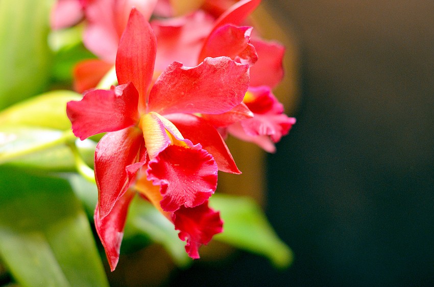 The 2015 Orchid Ball will be held Saturday, Feb. 14, at Marie Selby Botanical Gardens.