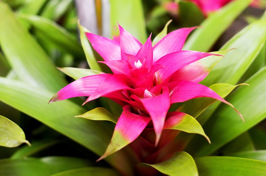 Plants were brought in as part of the dÃ©cor for The Palm Ball â€˜A Passion for Conservation.â€™