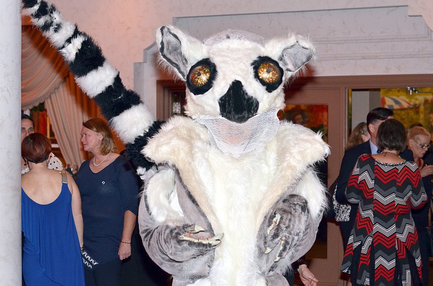 Lemurs roam the ballroom during An Evening of Lemur Love at Michaelâ€™s On East.