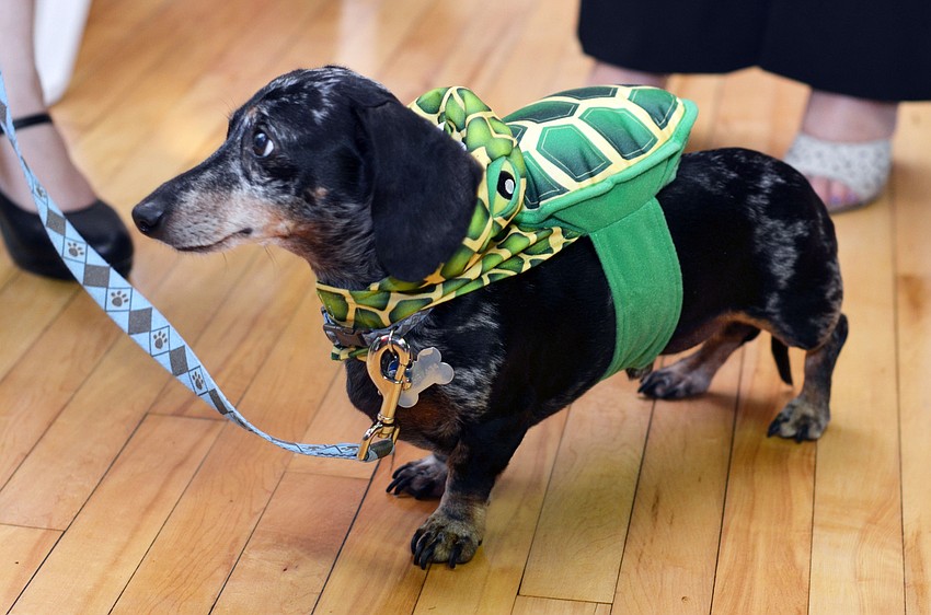 Guinness, the miniature dachshund, dressed as a turtle at Donteâ€™s Den Top Dog 2014