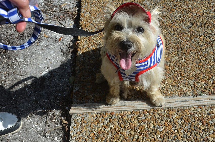 Wrigley, winner of the Best Owner and Dog award