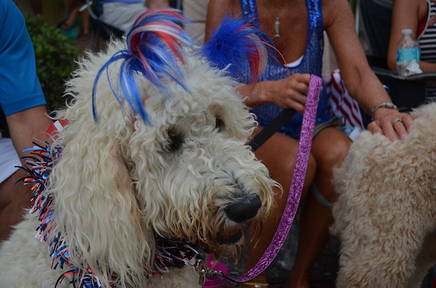 A spirited poodle attended Music on Main with her owners braving the cloudy skies.