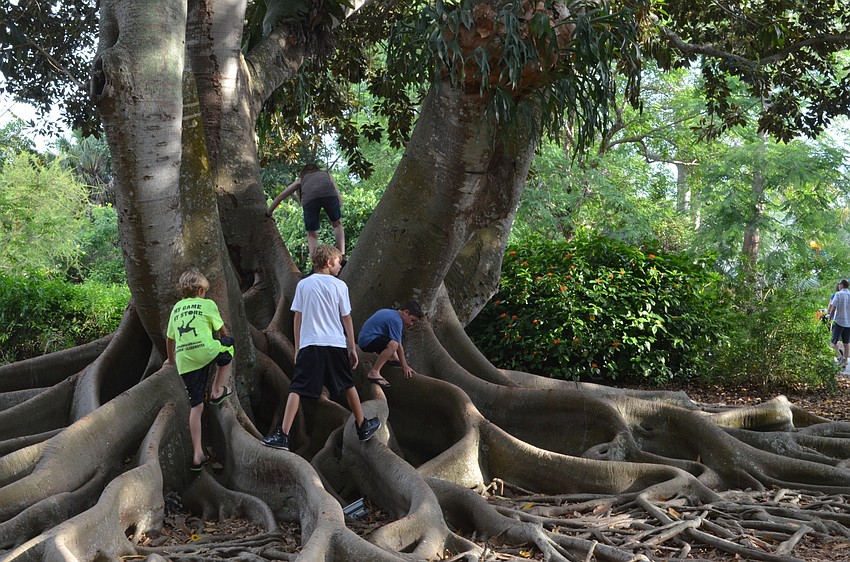 Besides play stations, kids and families enjoyed the Selby Gardens' natural entertainment like their colossal Banyan trees.