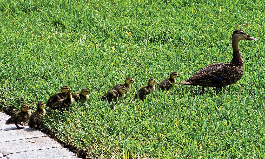Carolyn Eliason submitted this photo of a duck and her nine ducklings, taken near her home in Lakewood Ranch.