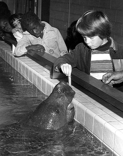 Children feed Snooty in 1976 at the South Florida Museum.