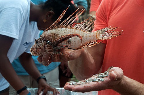 A lionfish captured during the Lionfish Derby and the many small fish found in its stomach (courtesy of Mote Marine Laboratory)