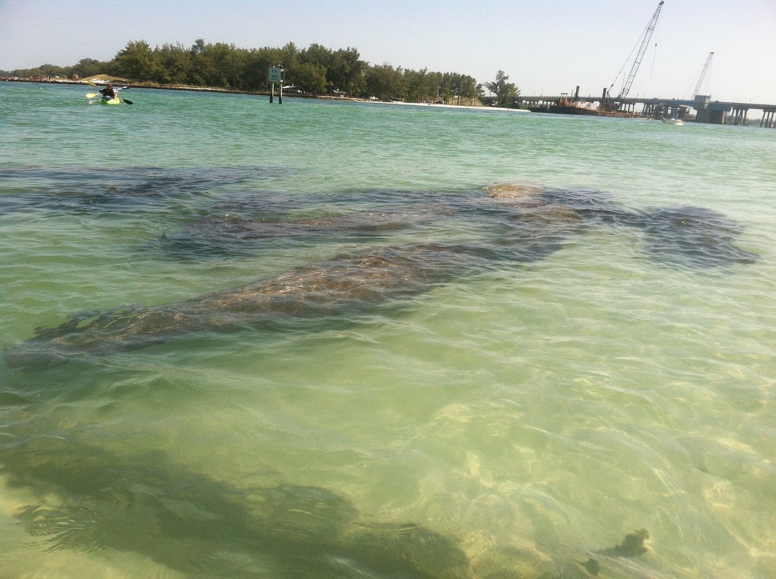 A record number of manatees have been spotted off the shores of Longboat Key this summer.