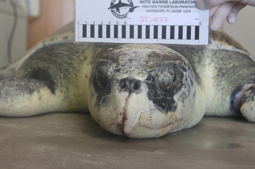 Mufasa was found on Aug. 7, 2014 floating at the surface and unable to dive. The turtle had boat-strike wounds on its shell and face and marks on both flippers from fishing lines and net entanglements. Its left front flipper is now only a stump.