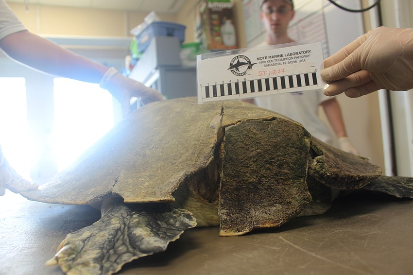 Mufasa was found on Aug. 7, 2014 floating at the surface and unable to dive. The turtle had boat-strike wounds on its shell and face and marks on both flippers from fishing lines and net entanglements. Its left front flipper is now only a stump.