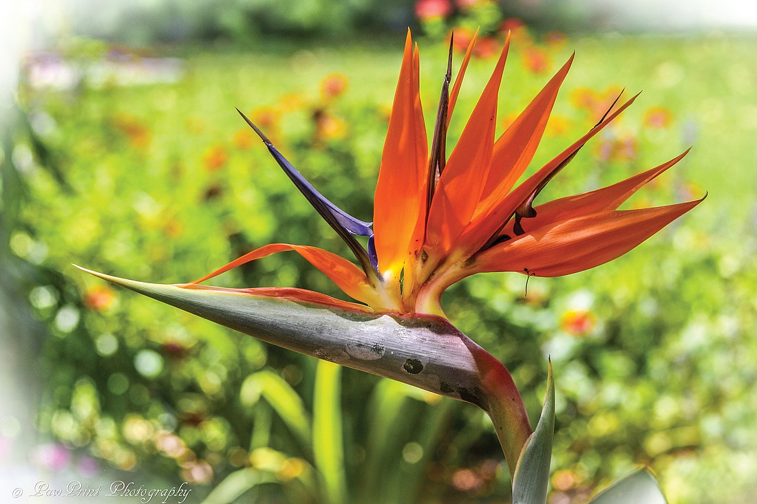 Lakewood Ranch resident Lynn Nagle Flood submitted this photo of a bird of paradise, taken at Marie Selby Botanical Gardens.