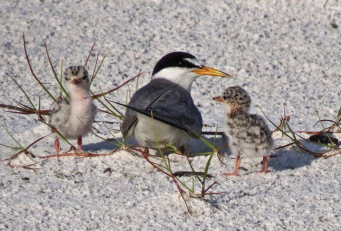 Samantha Bisceglia submitted this photo of a least tern and its baby chicks, taken on Siesta Key.
