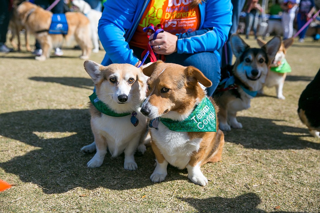 Team Corgi members participate in a walkathon fundraiser for Southeastern Guide Dogs. The organization will hold a walkathon in Lakewood Ranch in April 2016. Courtesy photo.