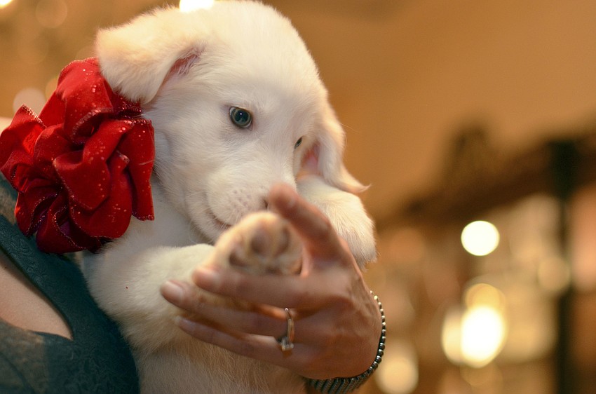Dasher, a Great Pyrenees mix available for adoption at the 22nd annual Hot Dogs and Cool Cats â€˜Laugh Your Paws Offâ€™ Gala