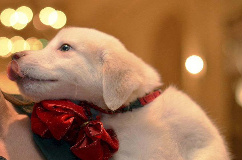 Dasher, a Great Pyrenees mix available for adoption at the 22nd annual Hot Dogs and Cool Cats â€˜Laugh Your Paws Offâ€™ Gala