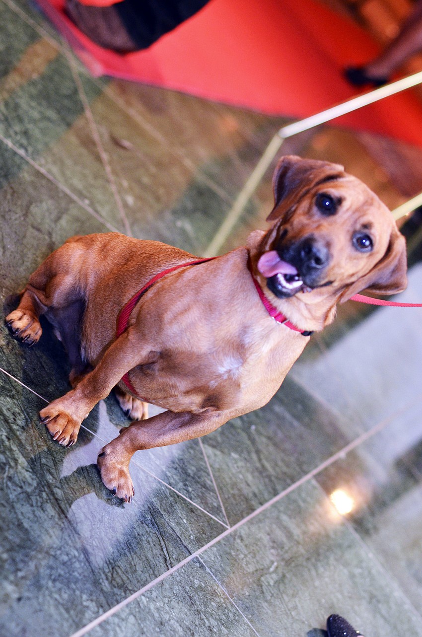 Mickey, a Basset hound mix available for adoption at the 22nd annual Hot Dogs and Cool Cats â€˜Laugh Your Paws Offâ€™ Gala