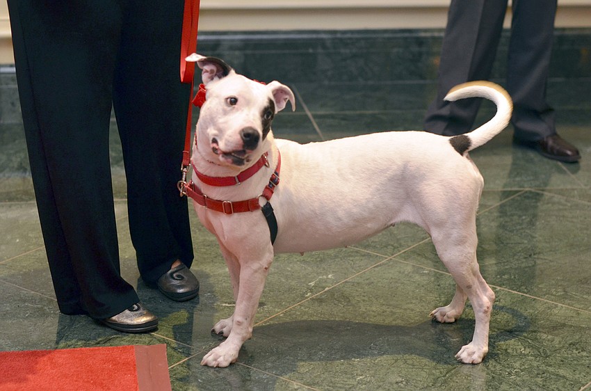 Diana, a pit mix available for adoption at the 22nd annual Hot Dogs and Cool Cats â€˜Laugh Your Paws Offâ€™ Gala.