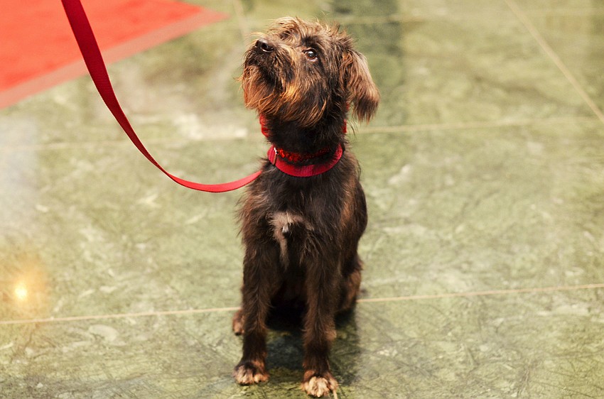 Tutu, a Schnauzer mix available for adoption at the 22nd annual Hot Dogs and Cool Cats â€˜Laugh Your Paws Offâ€™ Gala.