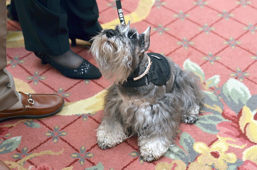 Joan and Michael Burgerâ€™s miniature Schnauzer Emma Ima Burger