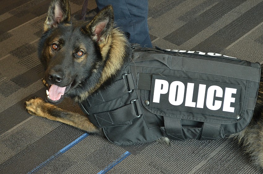Sarasota Police K-9 officer Bronson wears his new bulletproof vest.