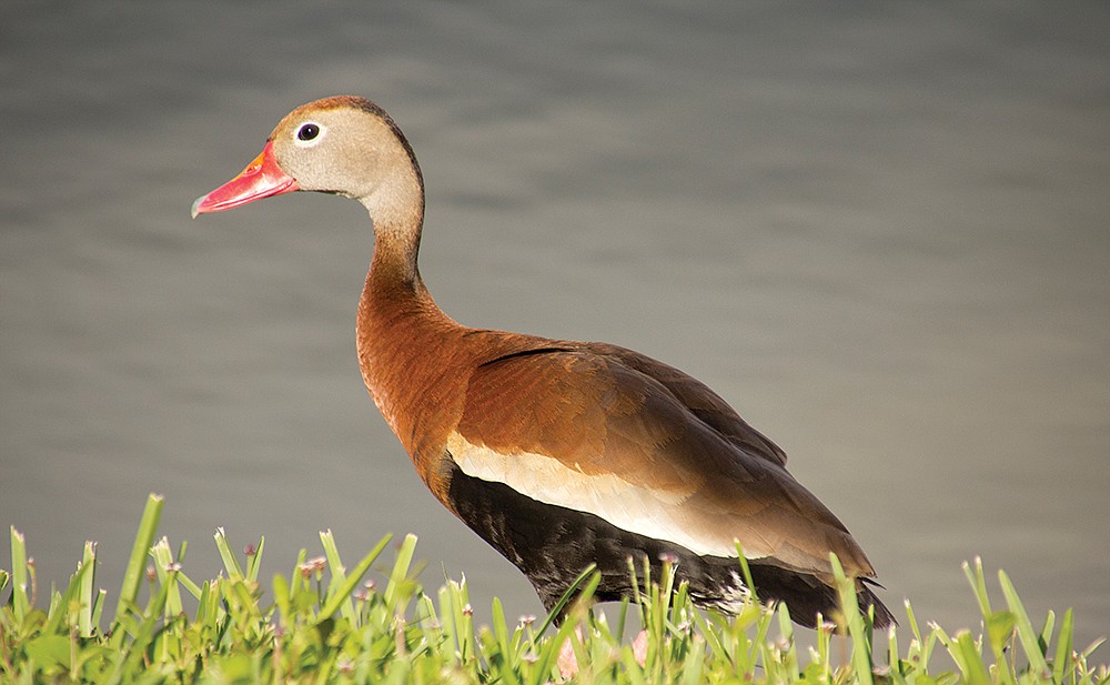 Lakewood Ranch resident Morag Reid submitted this photo of a black-bellied whistling duck taken in his backyard.
