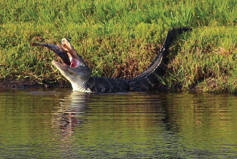 Richard Bottorff submitted this photo of an alligator, taken at Rye Preserve.