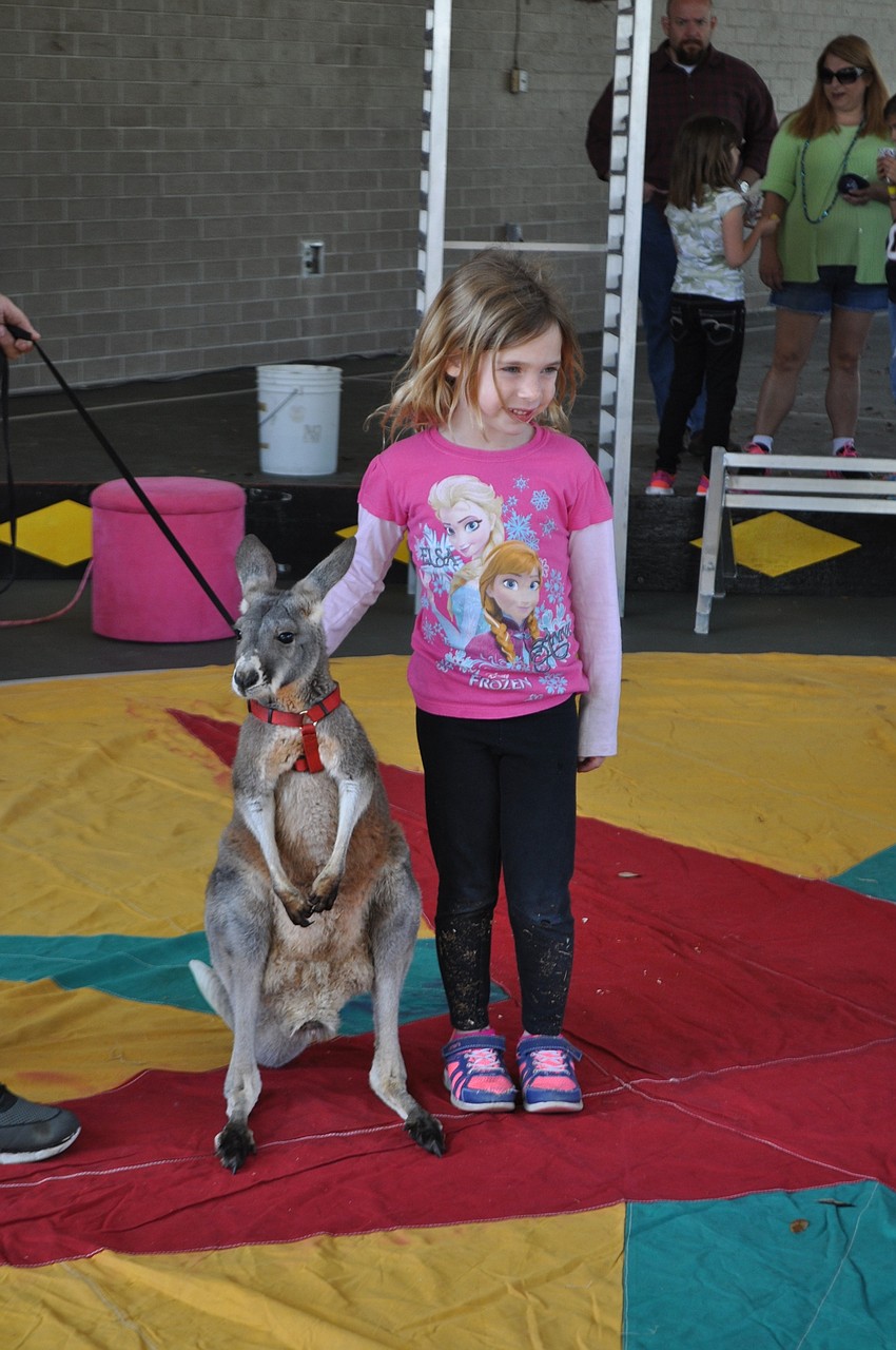 Maddison Anderson, 6, gets a photo with a baby kangaroo.