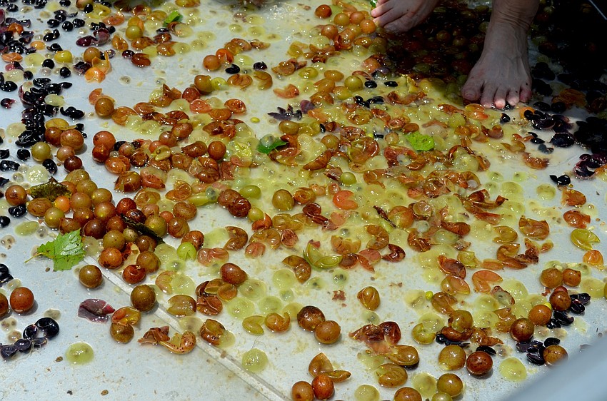 Attendees stomped more than 20 pounds of grapes on Saturday.