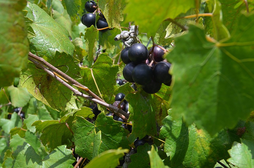 The excess amount of rain helped the grapes grow healthier this year, because fewer people came out to pick the grapes and the fruit was able to grow on the vine longer.