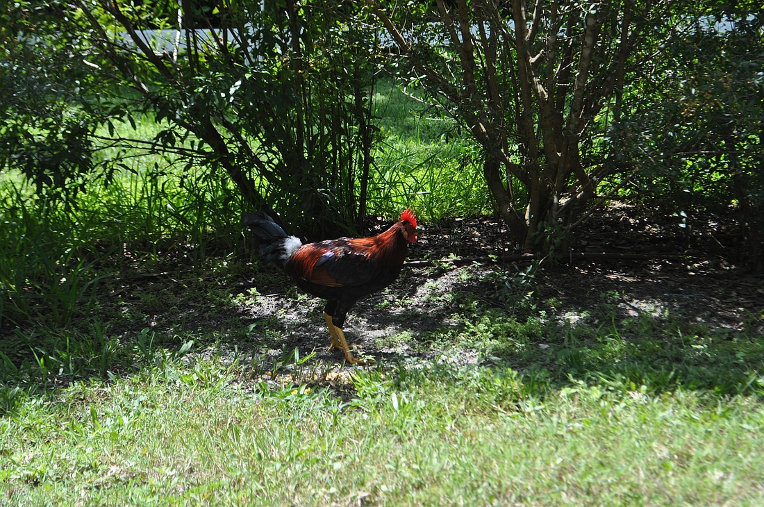 Randy the rooster makes a public appearance to eat near the Legacy Trail in Osprey Tuesday afternoon.