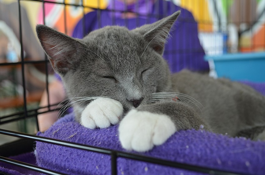 Kitten Bahama takes a nap during the Bow Tie Challenge event at JDub's Brewing Company.