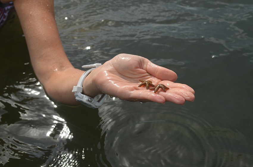 In addition to the scallops, groups found many other marine life, including starfish.