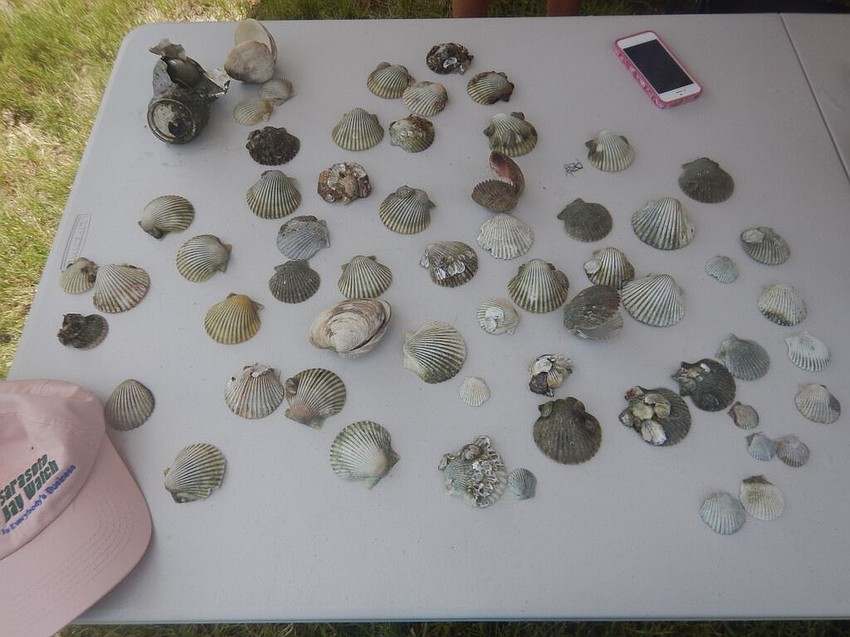 Thirty-one live scallops and 220 shells of scallops that died recently were found.