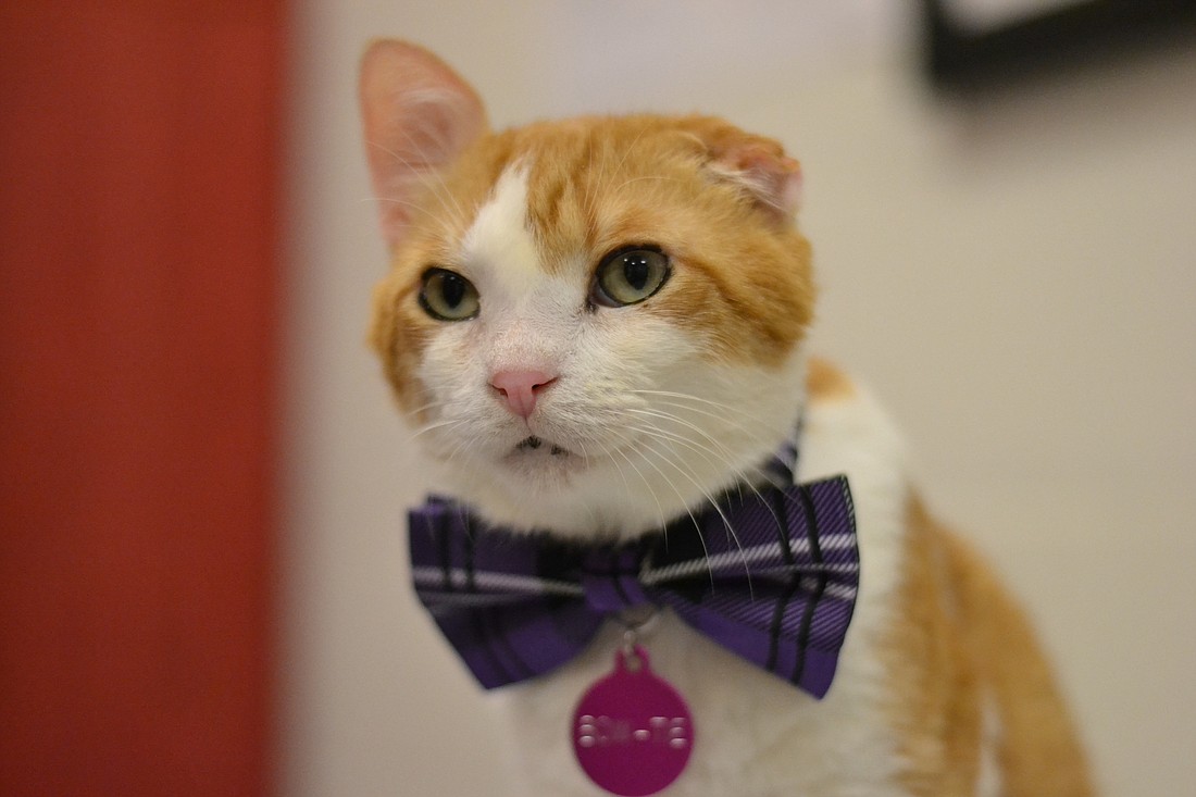 Bow-Tie is the newest spokescat for Cat Depot.