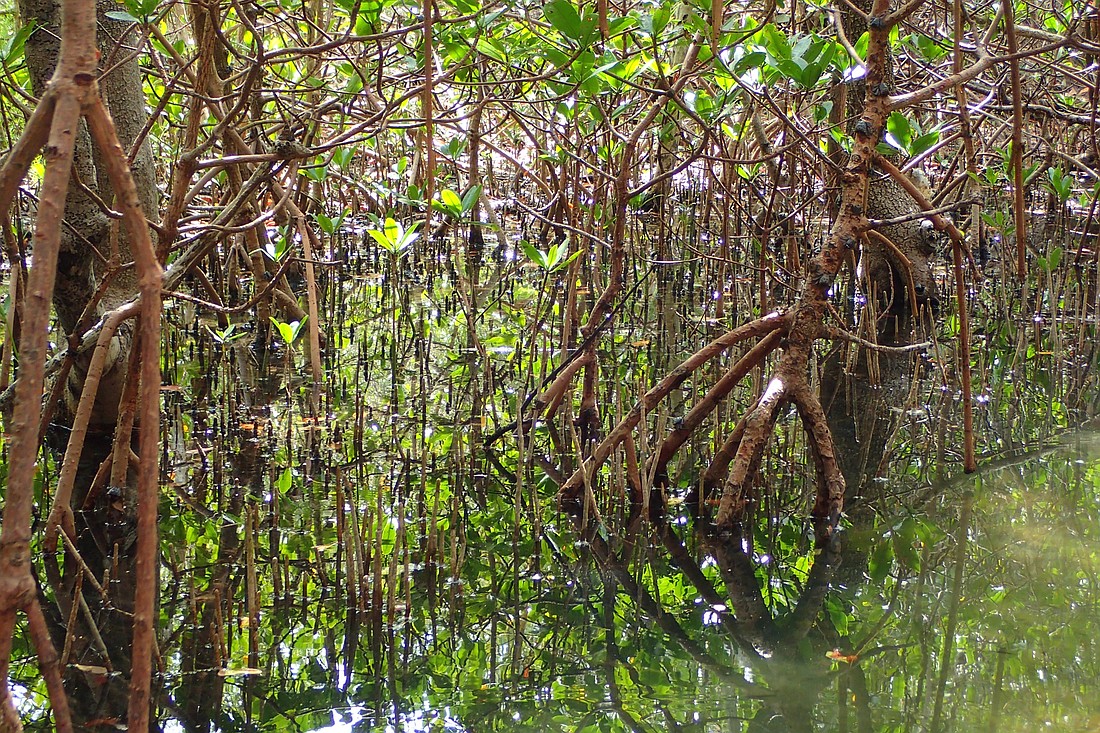 The county hopes to fill a perceived gap in mangrove enforcement created by a court opinion.