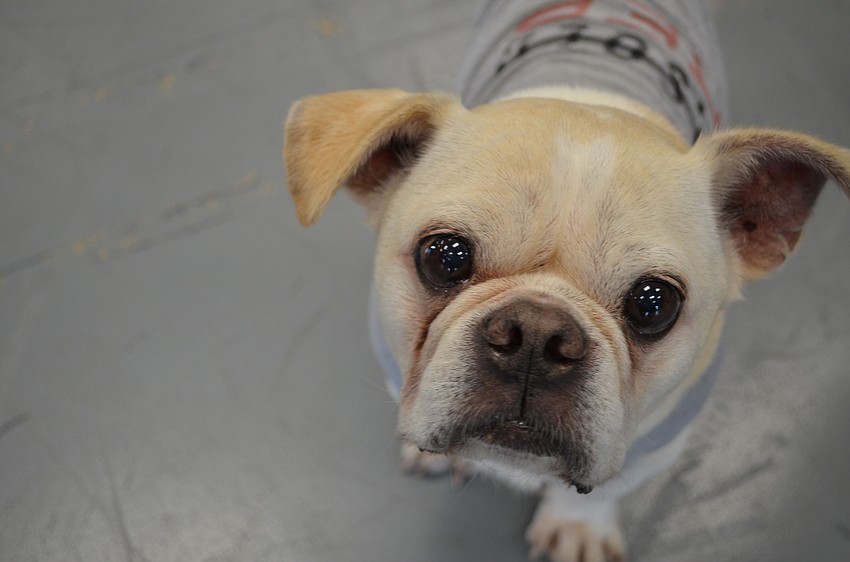 The unofficial mascot of Asolo Rep: Doak the French Bulldog.