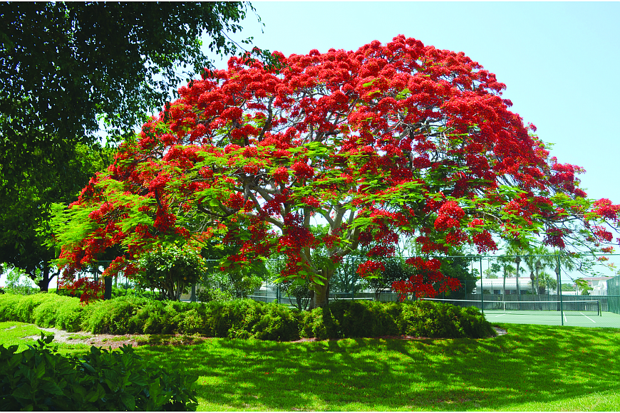 St. Armands residents hope to add about a dozen royal poinciana trees to a stretch of Boulevard of the Presidents.