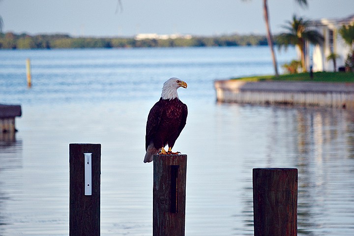 Tom Freiwald submitted this photo of a bald eagle that visited Spanish Main Yacht Club.