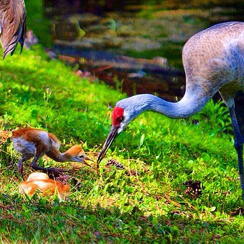 Monica Mingote, of Bradenton, submitted this photo of a family of birds enjoying lunchÂ at the Preserve Golf Club.