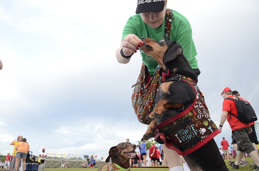 Karen Noel gives a treat to her dachshunds, Charlie and Bee. They might have the shortest legs at the event — Noel said they would do the dachshund 5K, or however far their short legs will go.