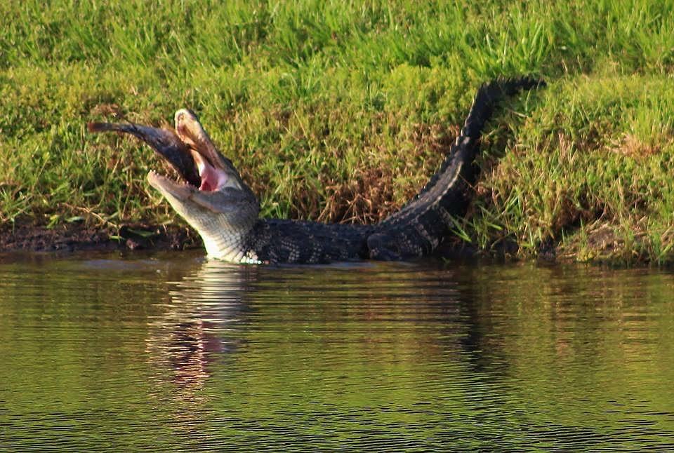 Richard Bottorff submitted this photo of an alligator, taken at Rye Preserve.
