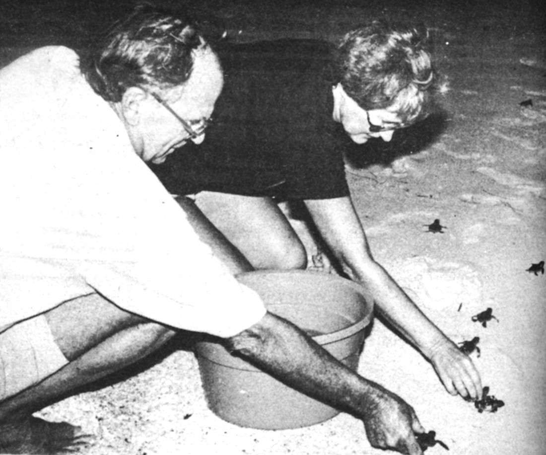 Joyce and Rod Dennehy release baby sea turtles at Sanderling Road beach.