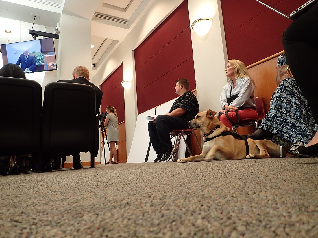 Luca has a hard time staying awake though over three hours of public comment. He accompanied Kim Barr of Puppy Mill Project, an animal rights advocacy group that supports an ordinance banning retail pet sales in Sarasota, to Monday's commission meeting.
